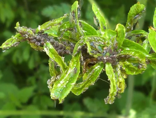 Water Lily Aphid - photo 4