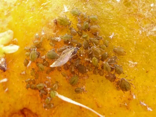 Water Lily Aphid - photo 5