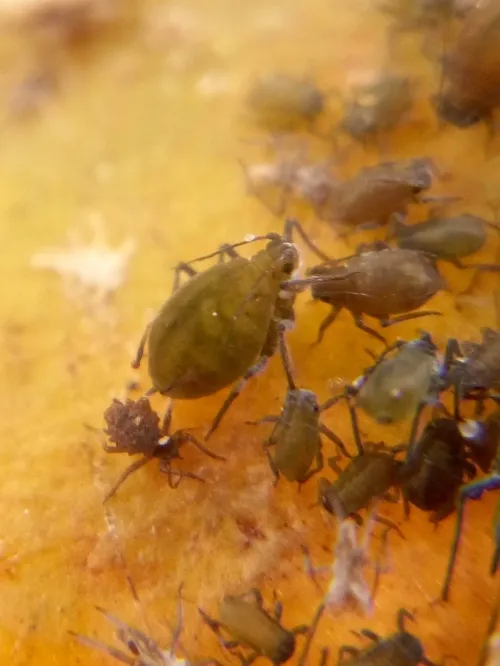 Water Lily Aphid - photo 7
