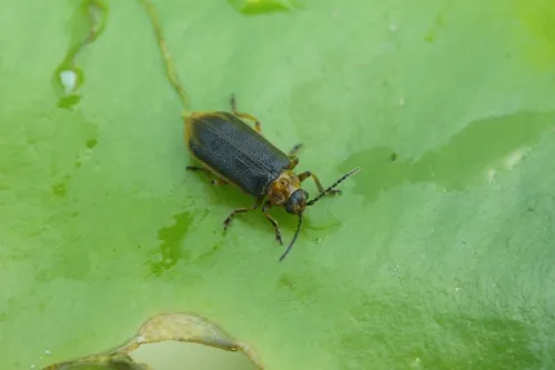Water-lily Leaf Beetle