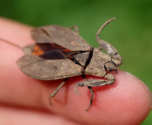 Water Scorpion