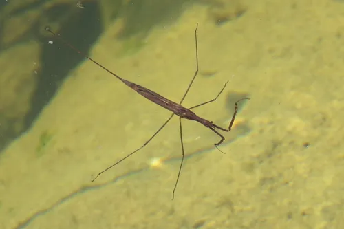 Water Stick Insect