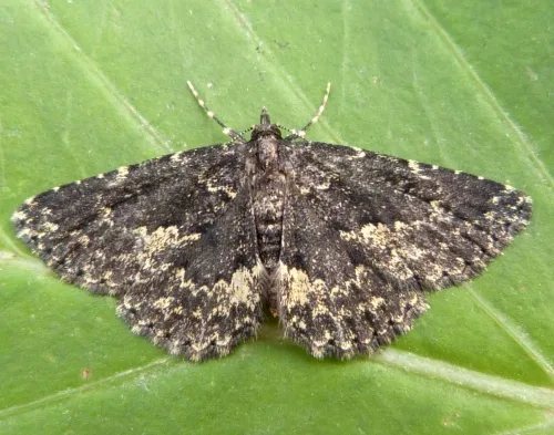 Waved Black - Parascotia fuliginaria