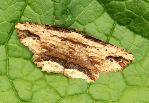 Waved Umber - Menophra abruptaria
