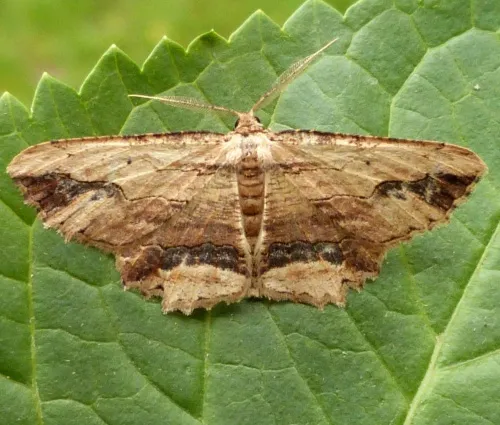 Waved Umber - photo 2