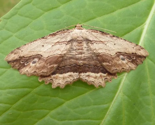 Waved Umber - photo 3