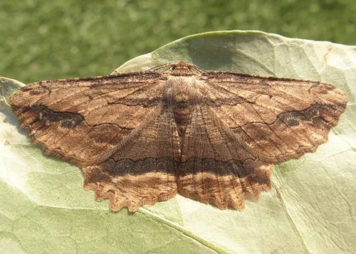 Waved Umber - photo 4