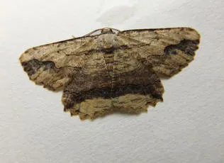 Waved Umber - photo 5