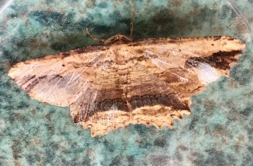 Waved Umber - photo 6