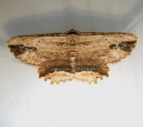 Waved Umber - photo 7