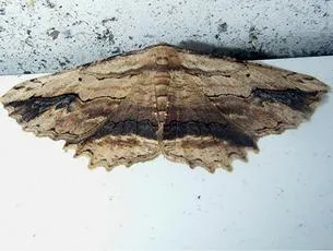 Waved Umber - photo 8