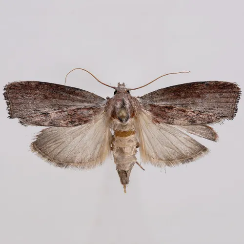 Wax Moth - photo 7