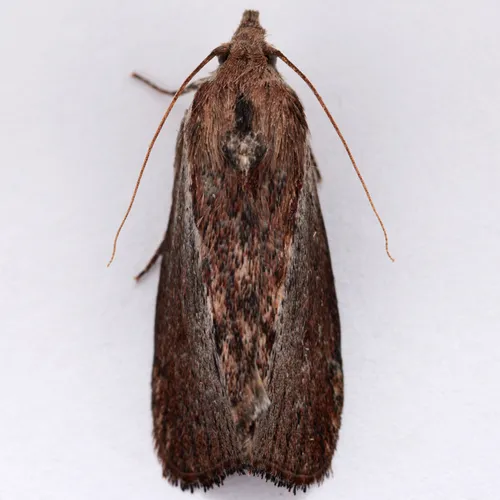 Wax Moth - photo 2
