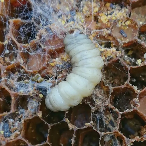 Wax Moth - photo 3