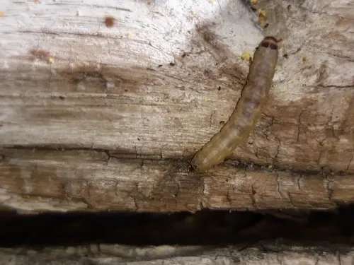 Wax Moth - photo 4