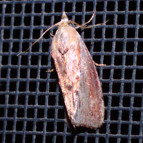 Wax Moth - photo 5