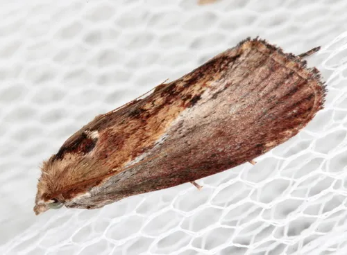 Wax Moth - photo 6