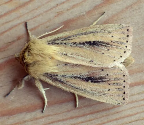 Webb's Wainscot - photo 2