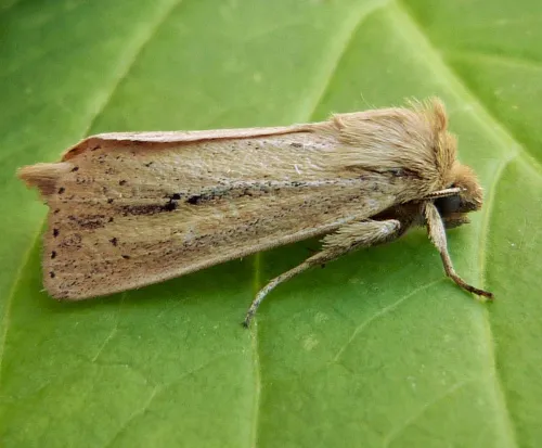 Webb's Wainscot - photo 3