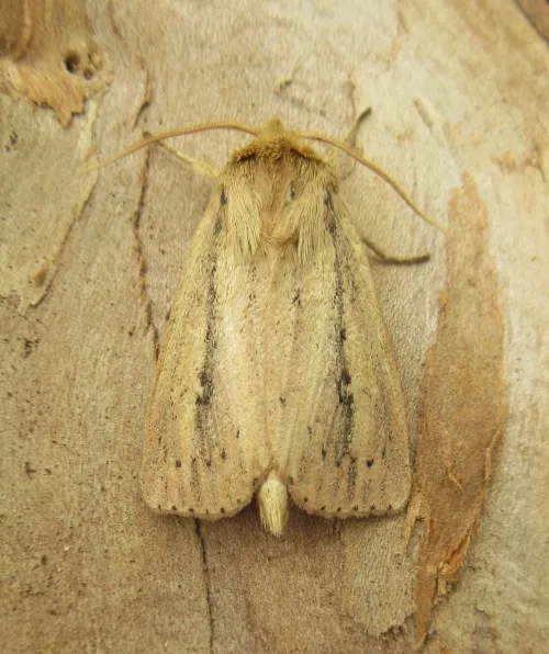 Webb's Wainscot - photo 4