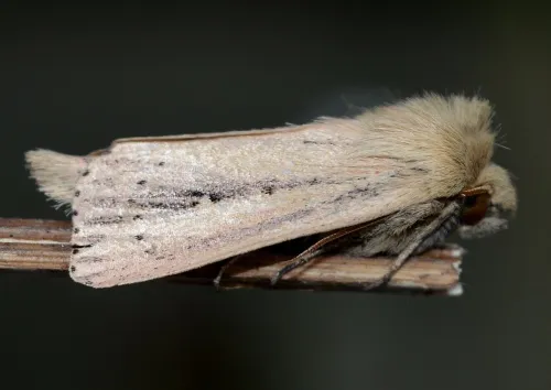 Webb's Wainscot - photo 5