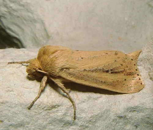 Webb's Wainscot - photo 6