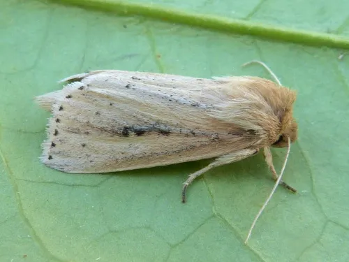 Webb's Wainscot - photo 7