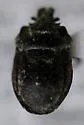 Weda parvula - Weda parvula