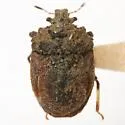 Weda tumidifrons