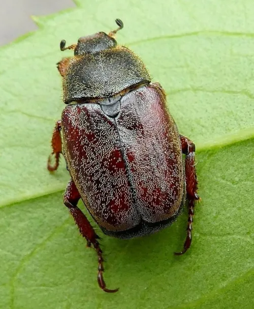 Welsh Chafer - photo 2
