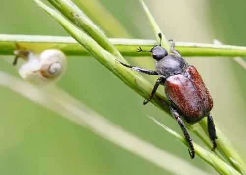 Welsh Chafer - photo 3
