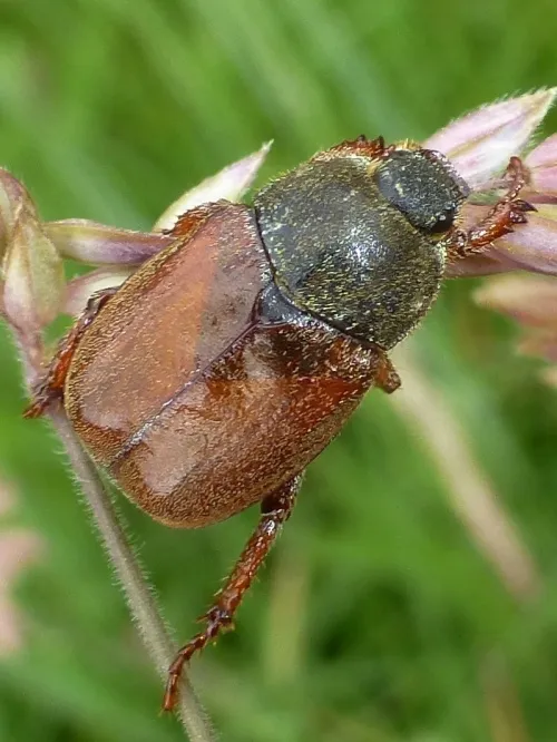 Welsh Chafer - photo 4