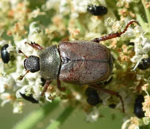 Welsh Chafer - photo 5