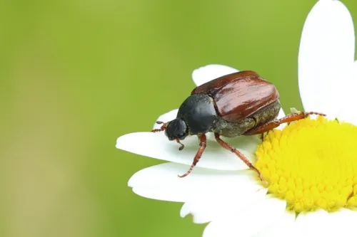 Welsh Chafer - photo 6