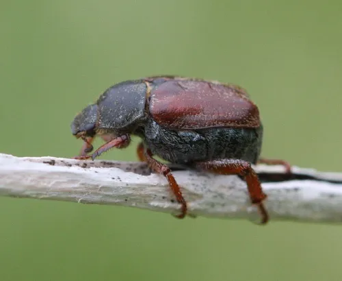 Welsh Chafer - photo 7