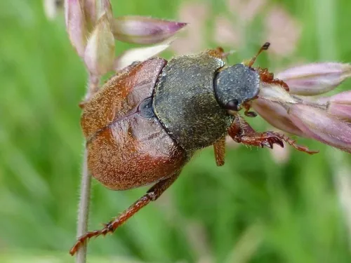 Welsh Chafer - photo 8