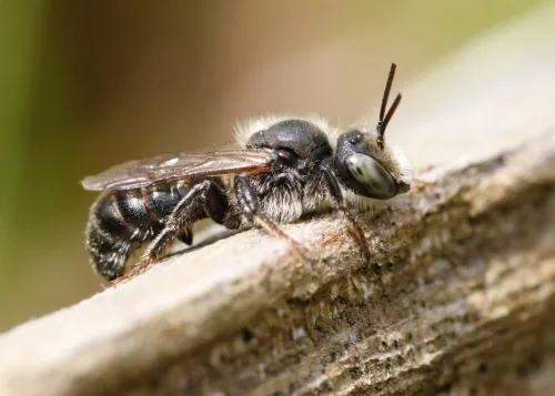 Welted Lesser Mason Bee