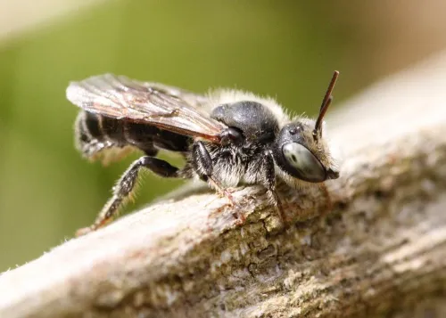 Welted Lesser Mason Bee - photo 2