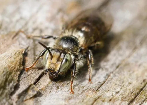 Welted Lesser Mason Bee - photo 3