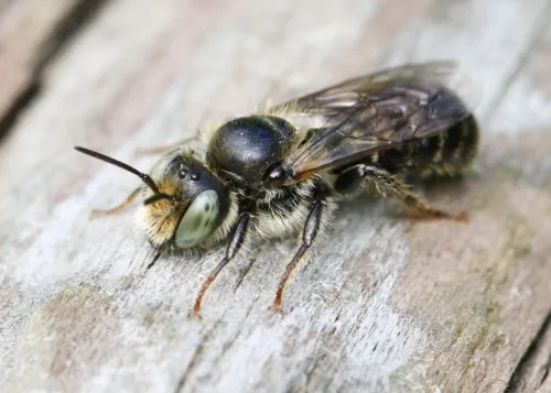 Welted Lesser Mason Bee - photo 4