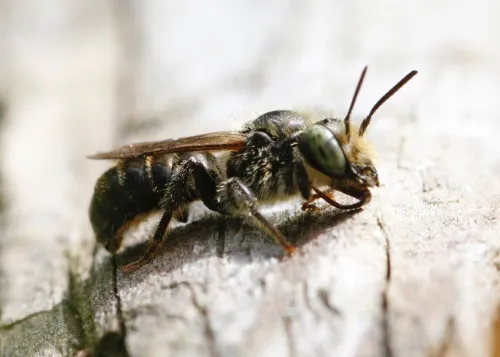 Welted Lesser Mason Bee - photo 5