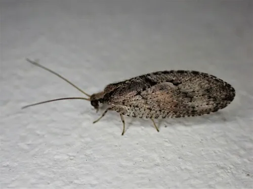 Wesmaelius subnebulosus