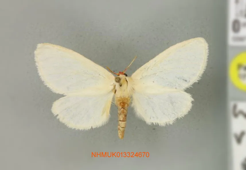 Whalleyanidae - photo 2
