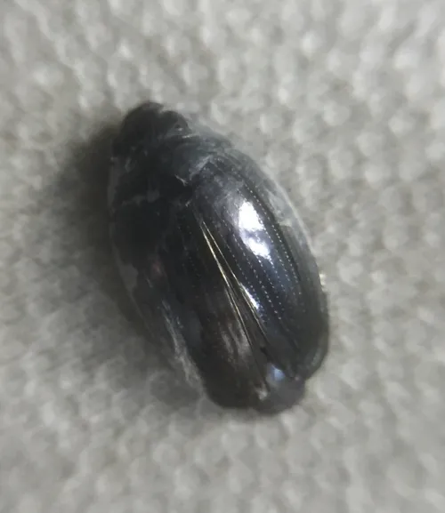 Whirligig Beetle - photo 2