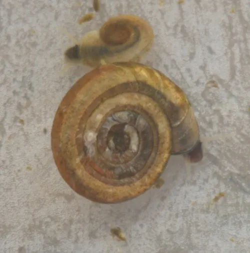 Whirlpool Ramshorn - photo 3