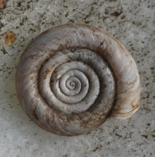 Whirlpool Ramshorn - photo 4