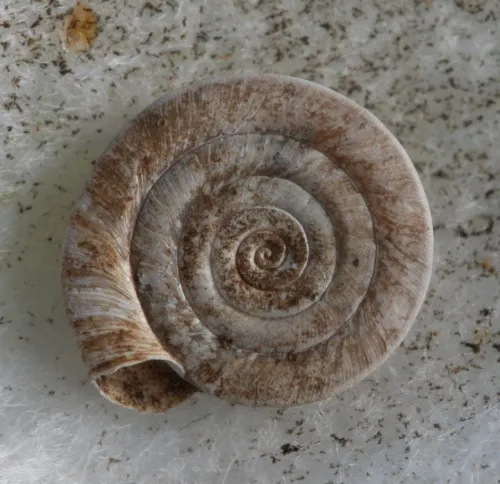 Whirlpool Ramshorn - photo 5