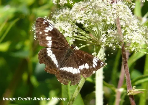 White Admiral - photo 2