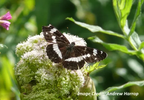 White Admiral - photo 3