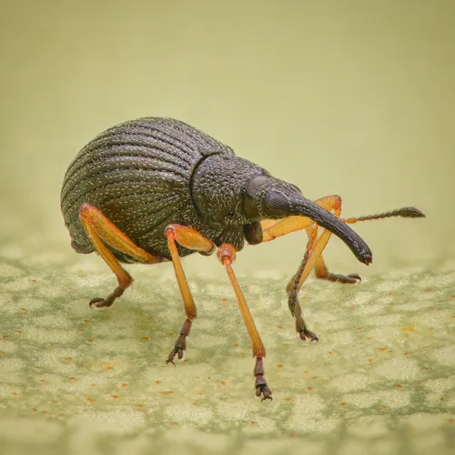 White Clover Seed Weevil